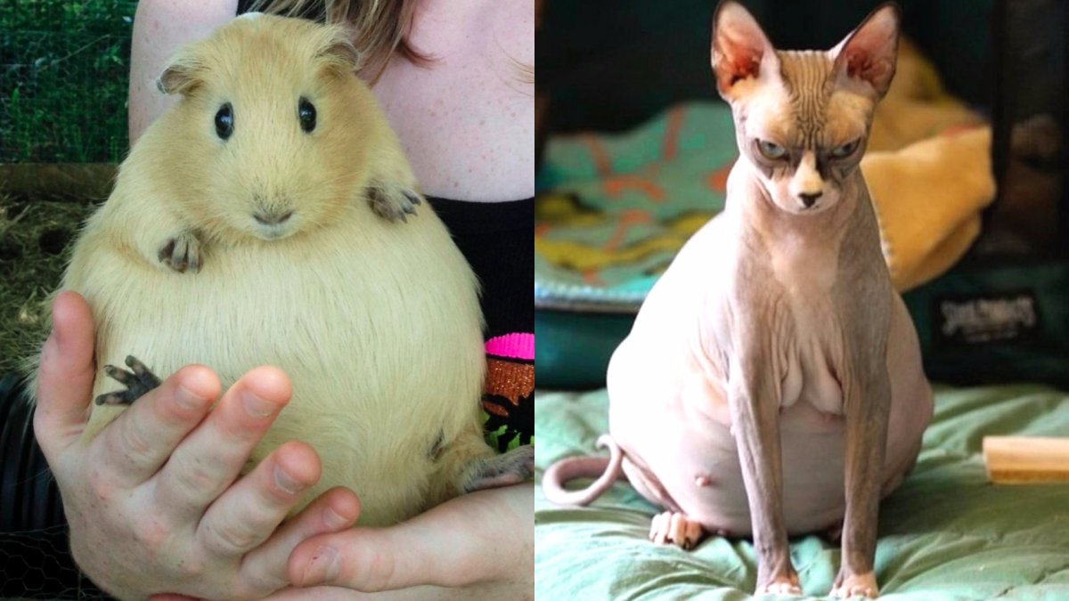 Беременные животные