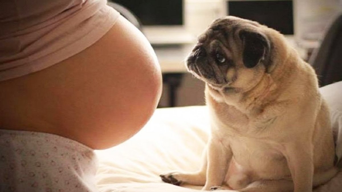 Домашние животные при беременности