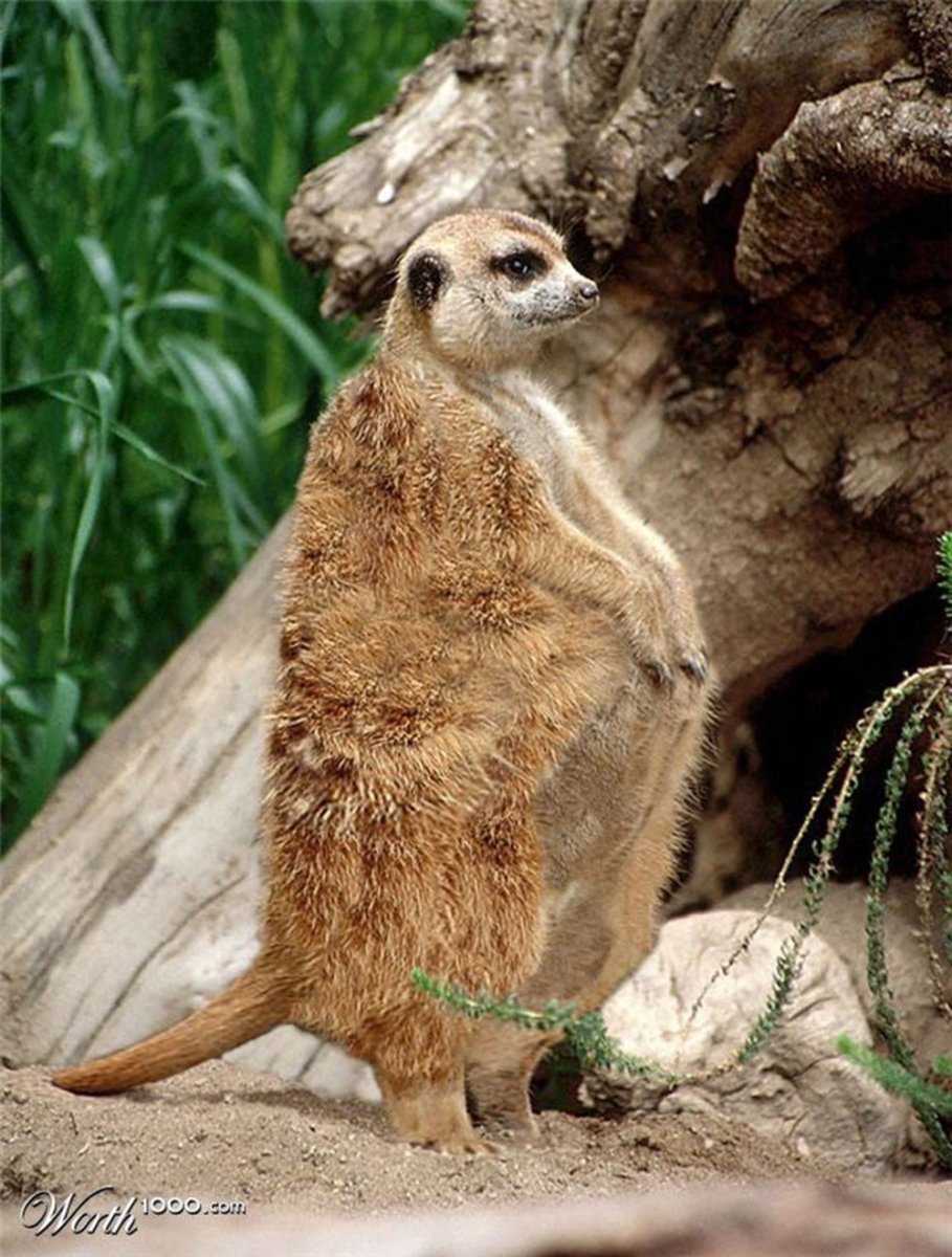 Суслики смешные