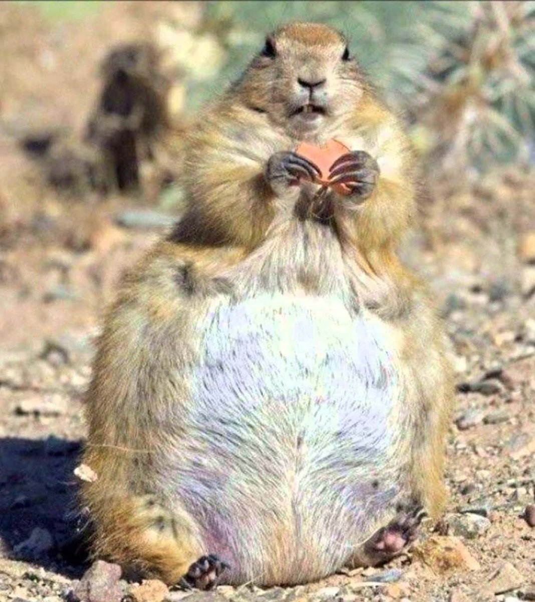 Пузатые животные