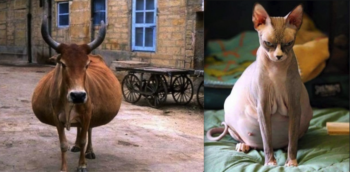 Забавные беременные животные