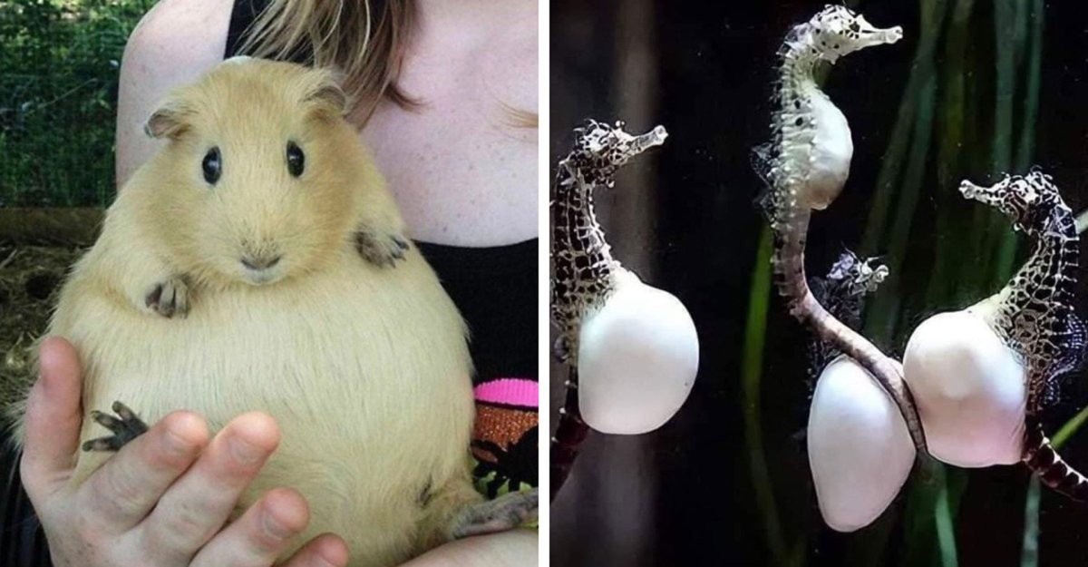 Интересные фотографии животных без комментариев