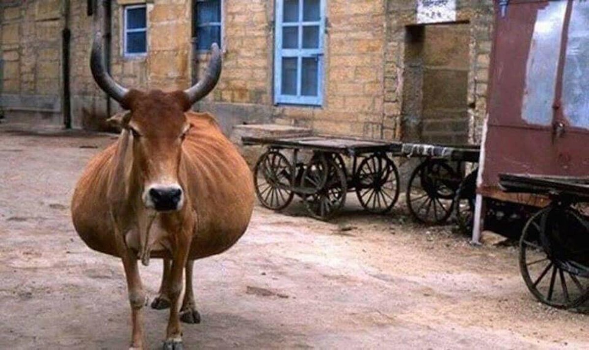 Беременная корова смешное