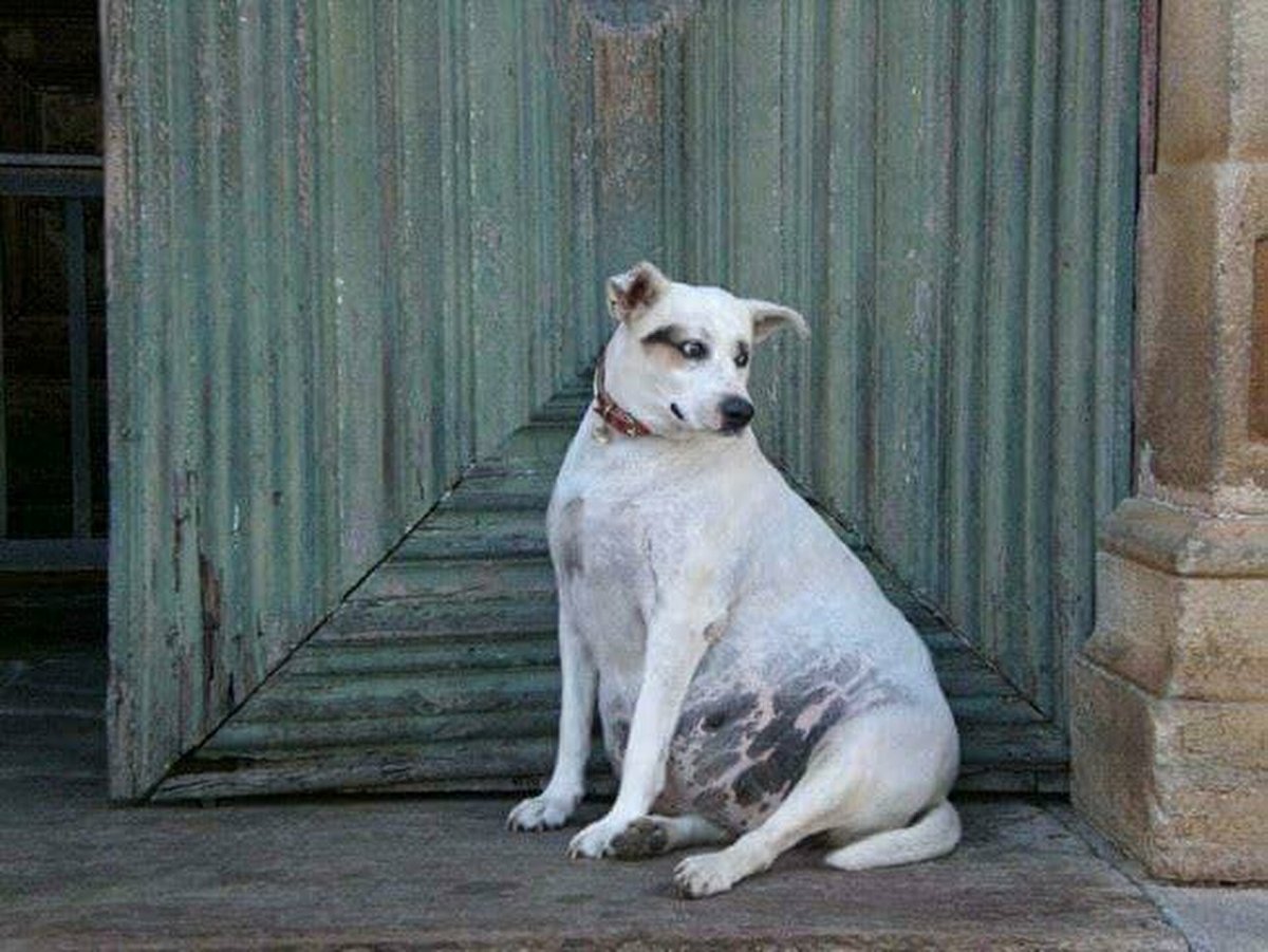 Смешные беременные собаки