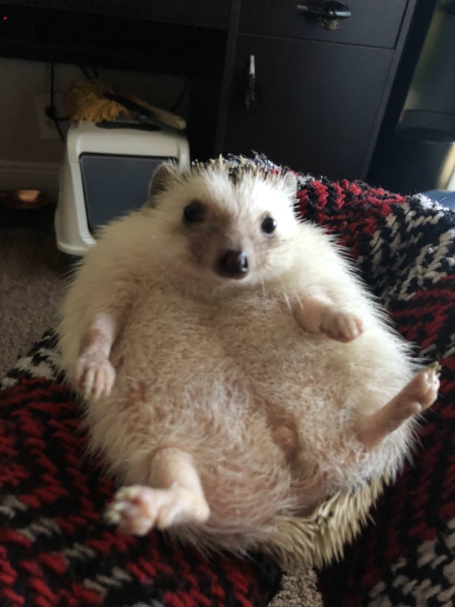 Беременные животные