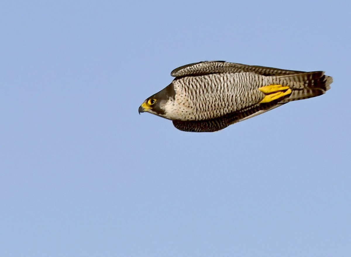 Сокол Сапсан пикирование