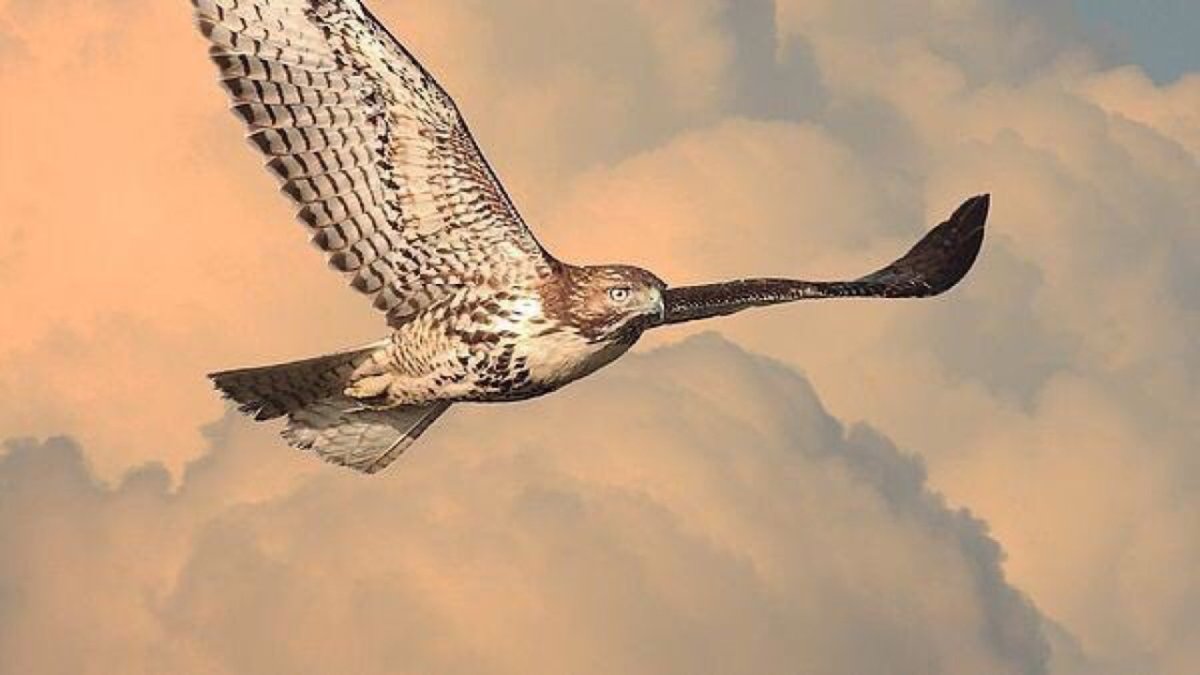 Сокол балобан в полете