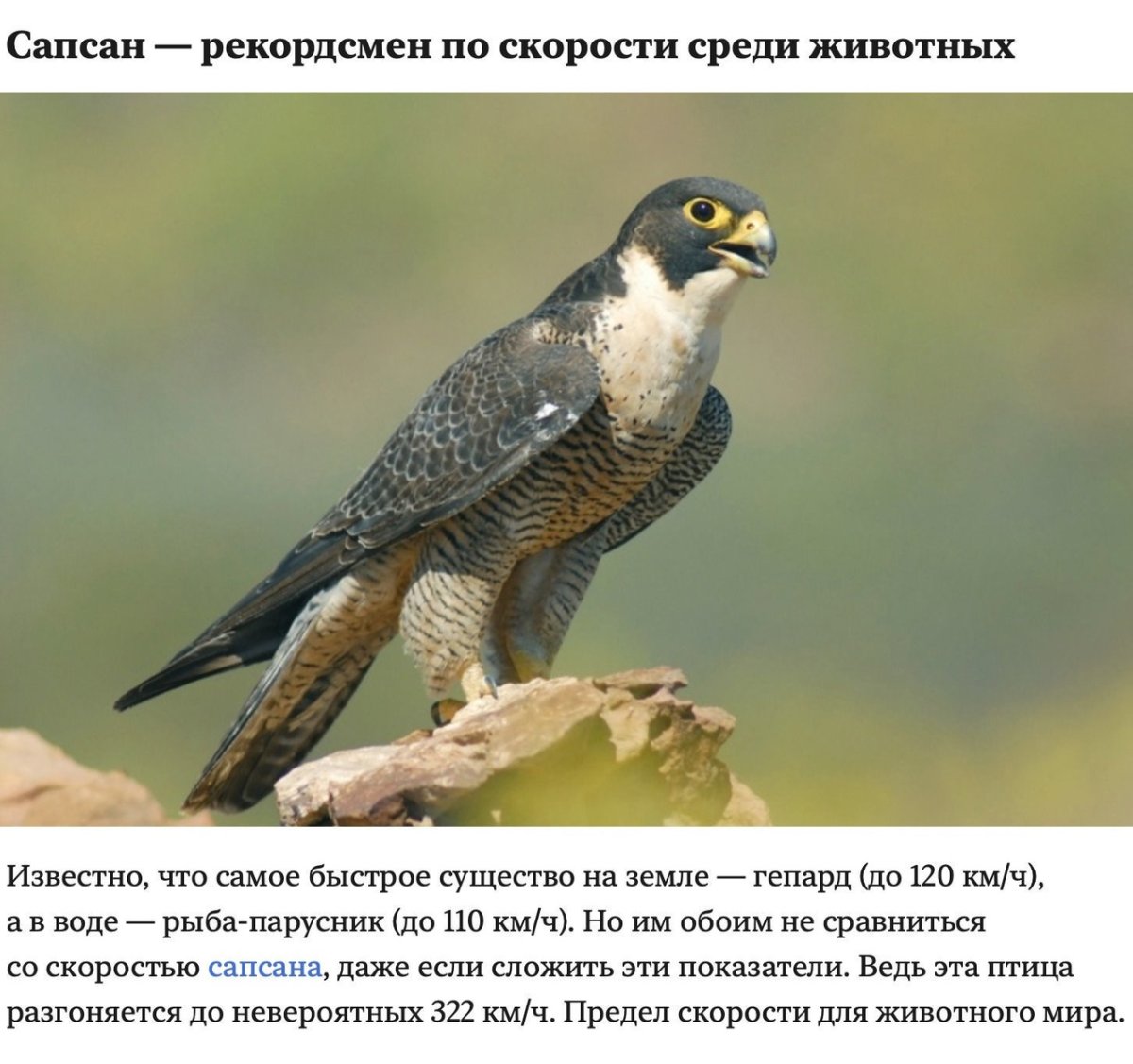 Сокол Сапсан пикирование