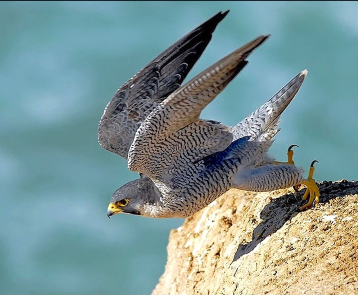 Орел Сокол ястреб Сапсан