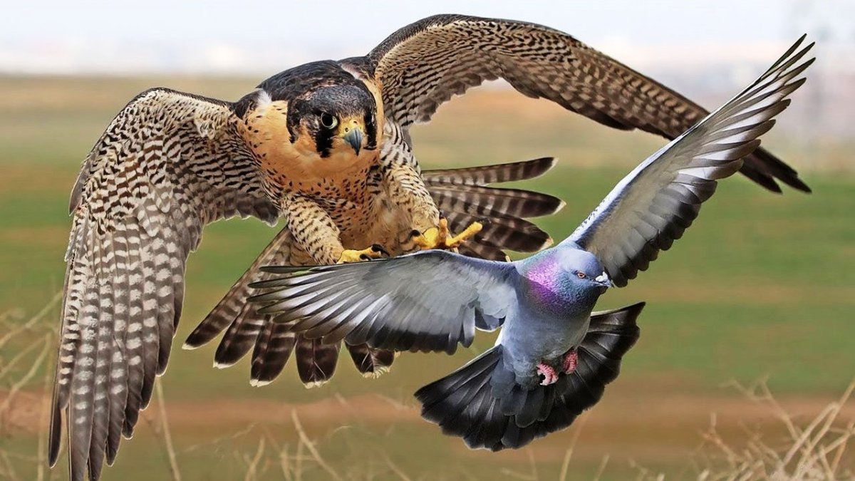 Сапсан Falco peregrinus