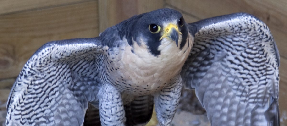 Сокол Сапсан