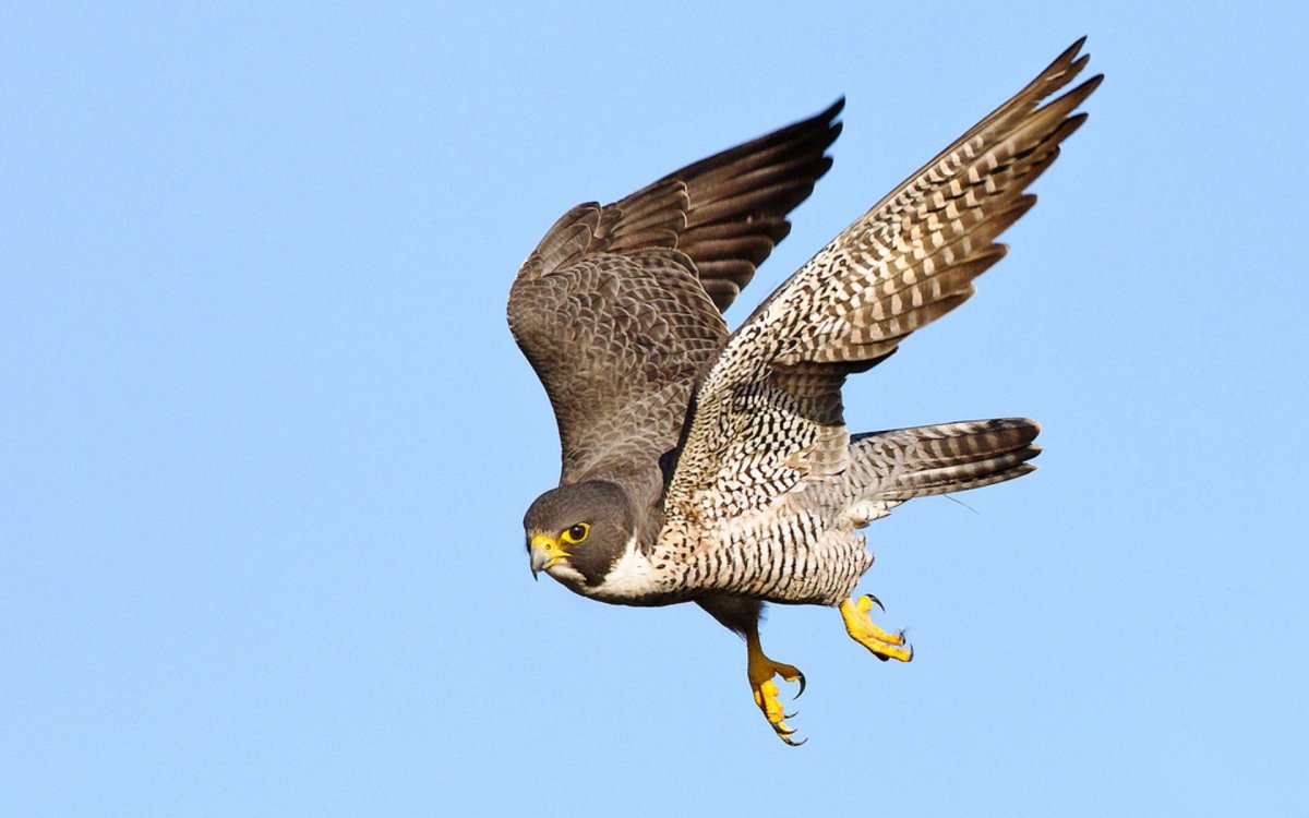 Сокол Сапсан пикирует