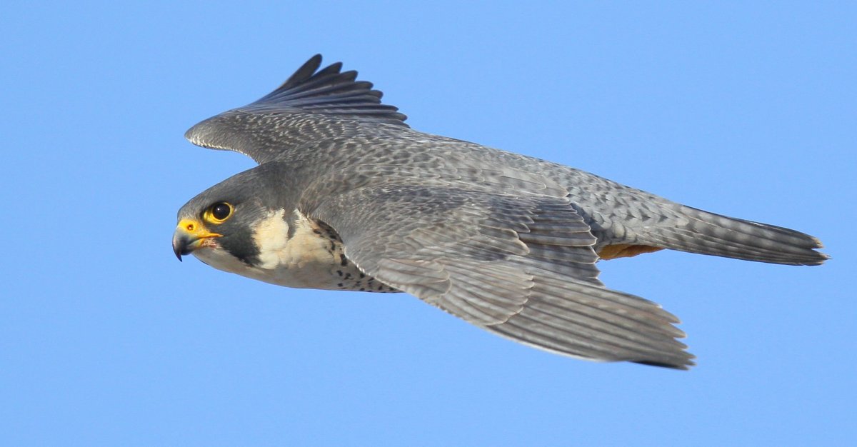 Хищные птицы Сокол Сапсан