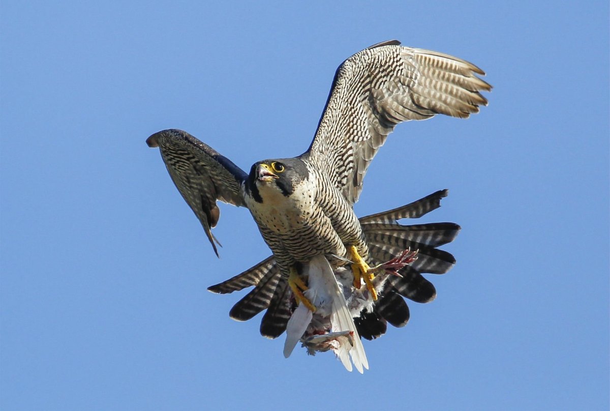 Сокол Сапсан пикирование