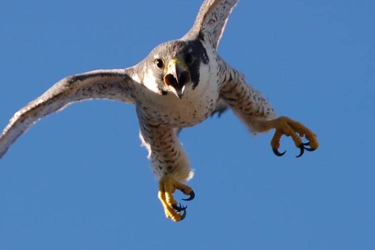 Сокол и Сапсан вектор разница