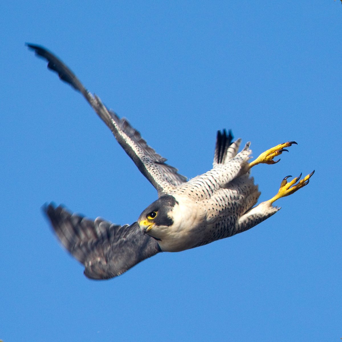 Сокол Сапсан пикирование