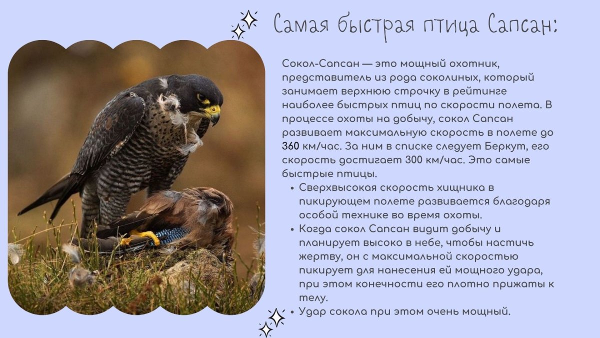 Сапсан Falco peregrinus в красной книге