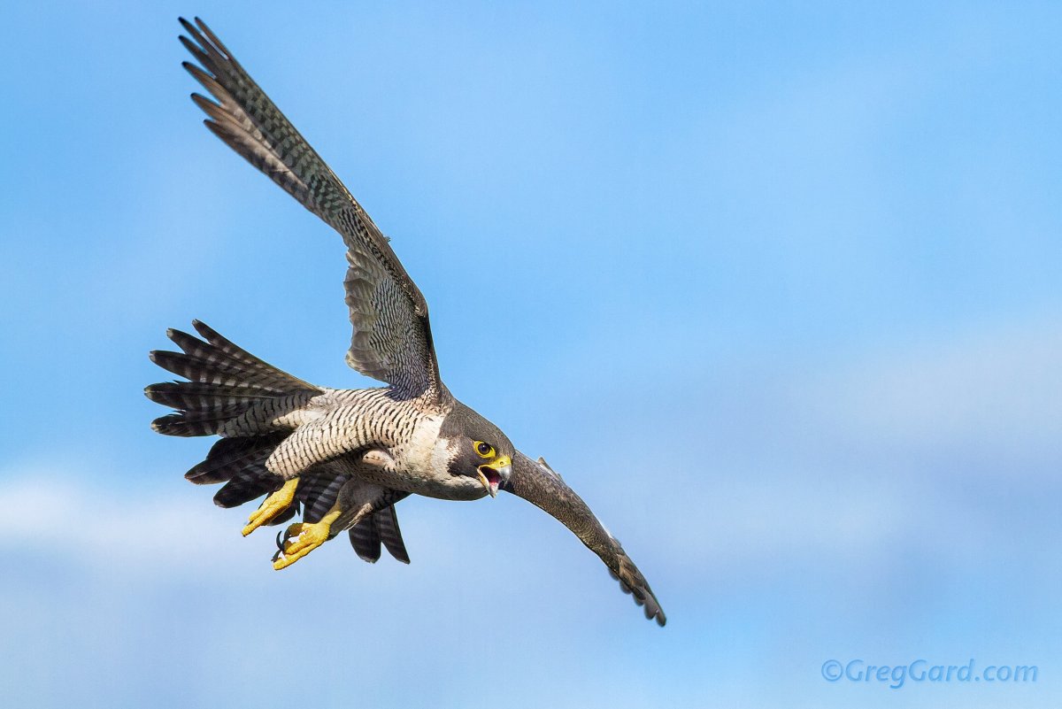 Сокол Сапсан пикирование