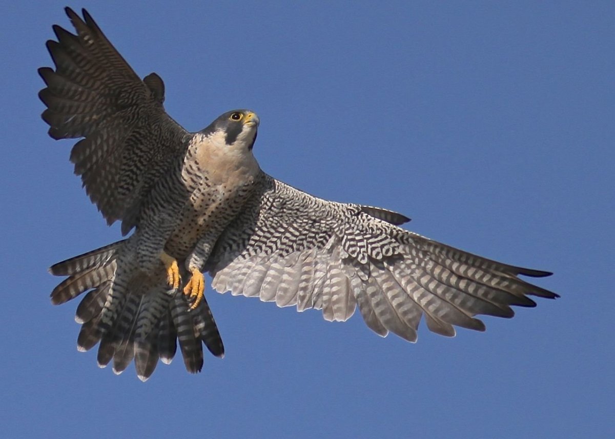 Сокол Сапсан птица