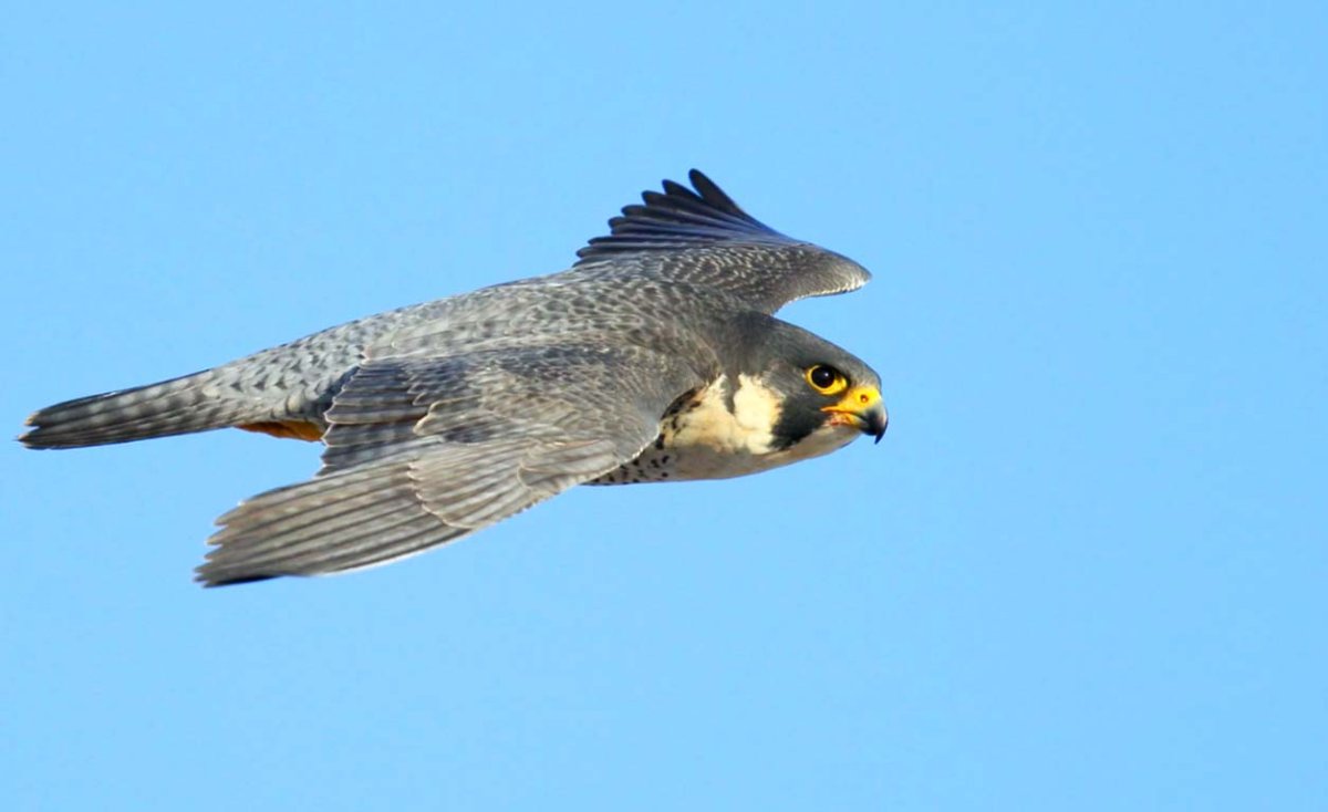 Сокол Сапсан в полете