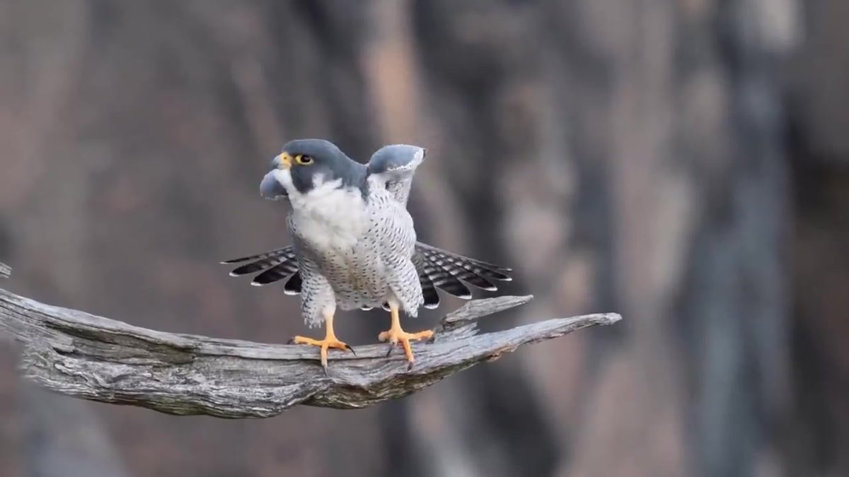 Кречет балобан