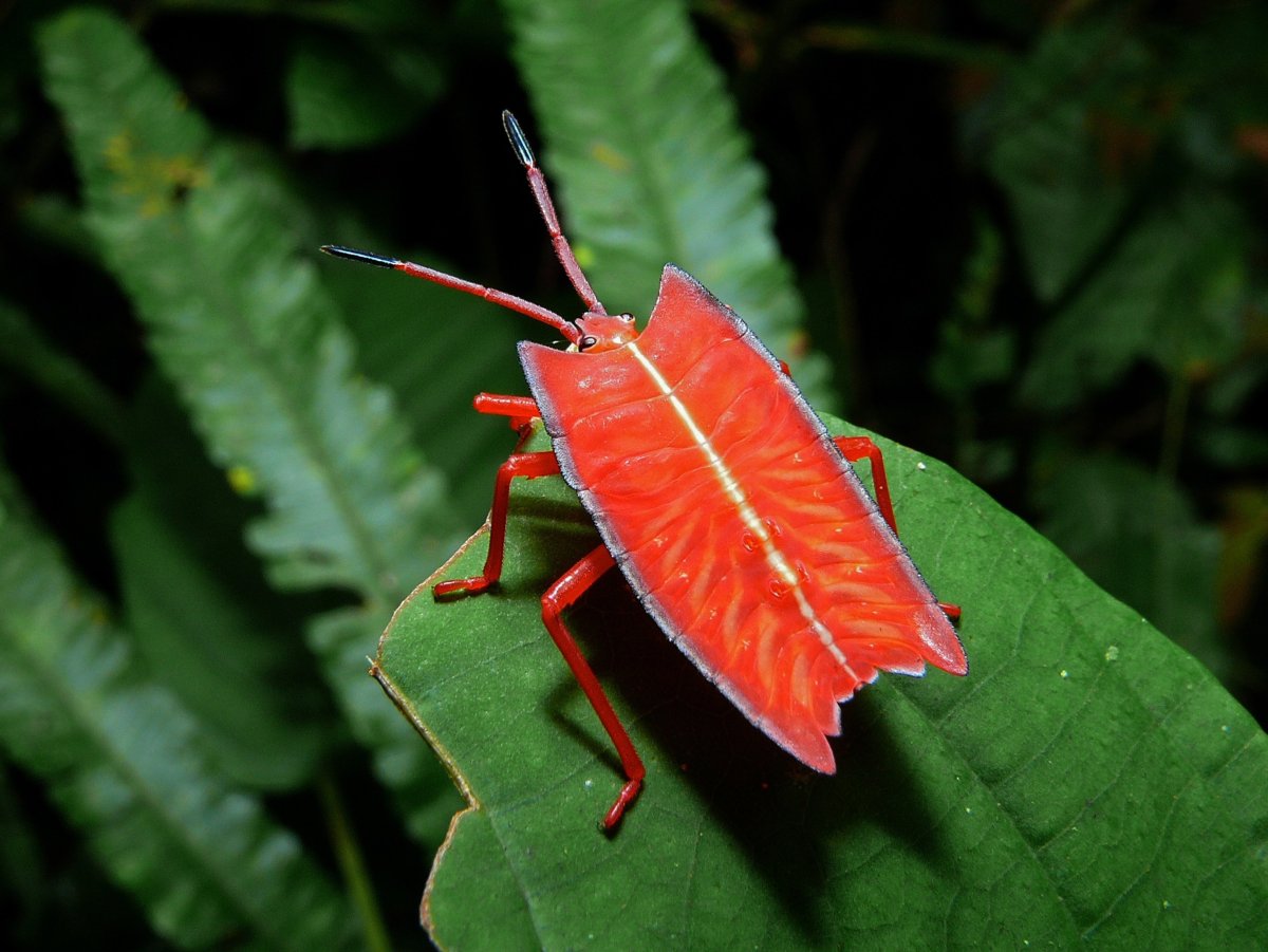 Бабочка Калиго Мемнон