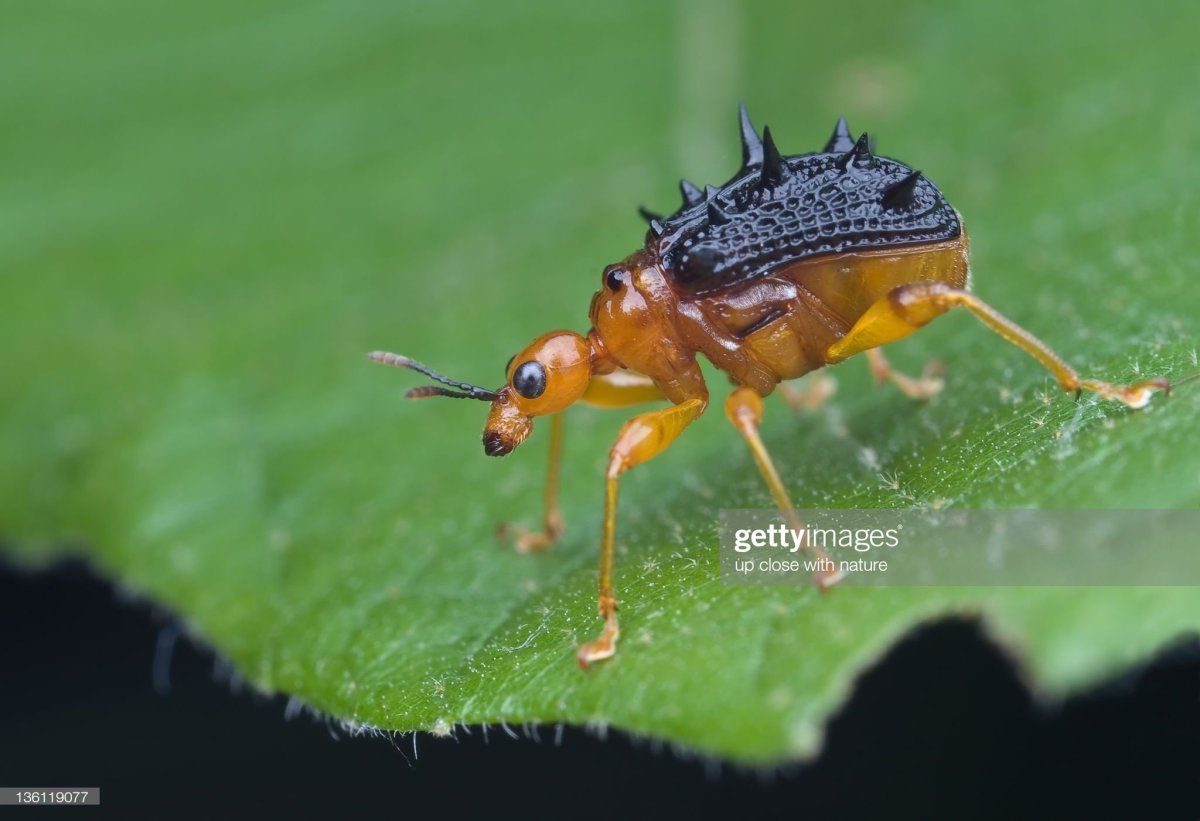 Бодушка бизонья