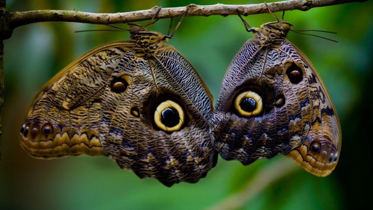 Цикада фонарница