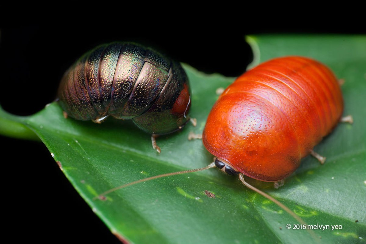 Лесной клоп и постельный клоп