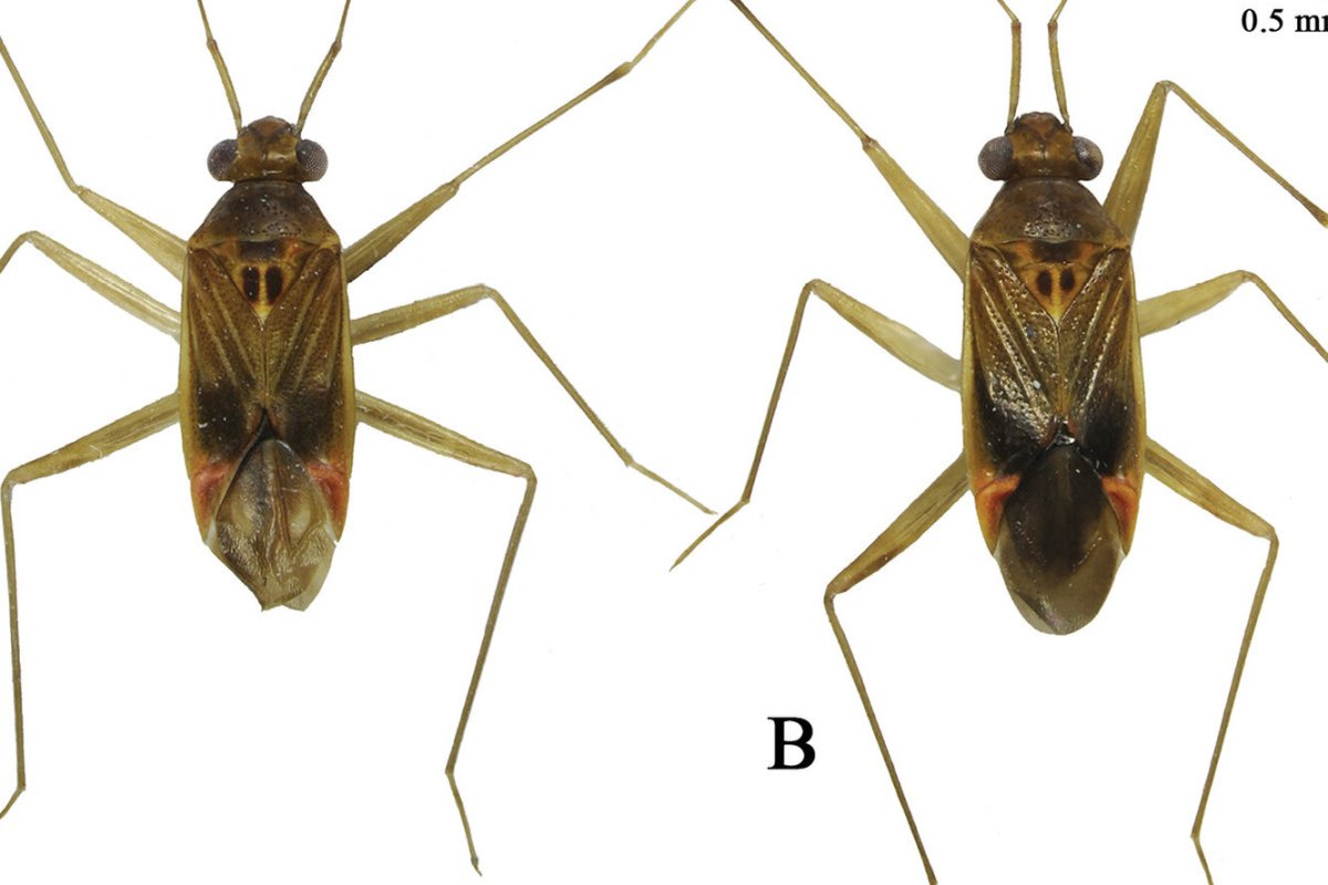 Клопы постельные фото под микроскопом