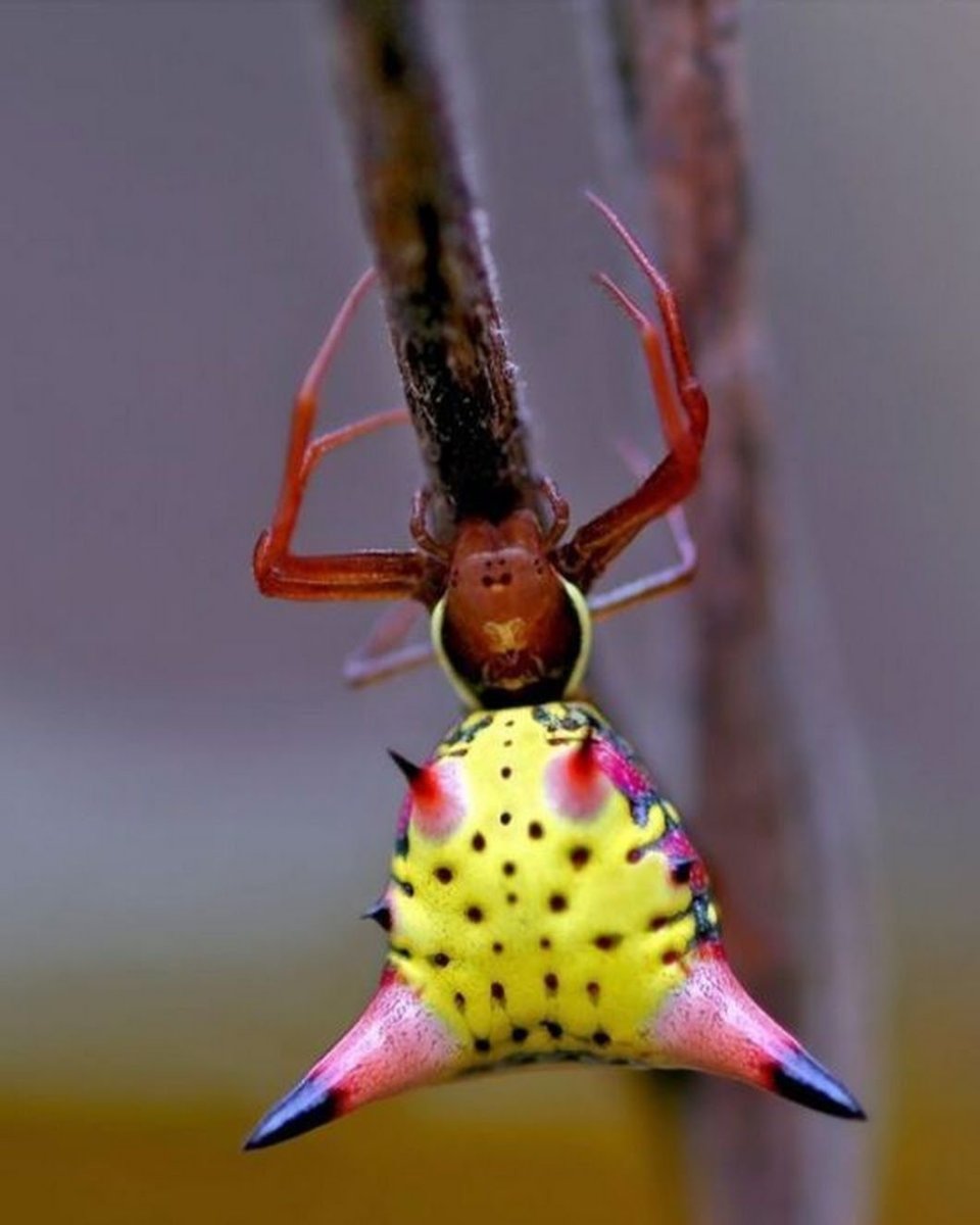 Animals insects наме