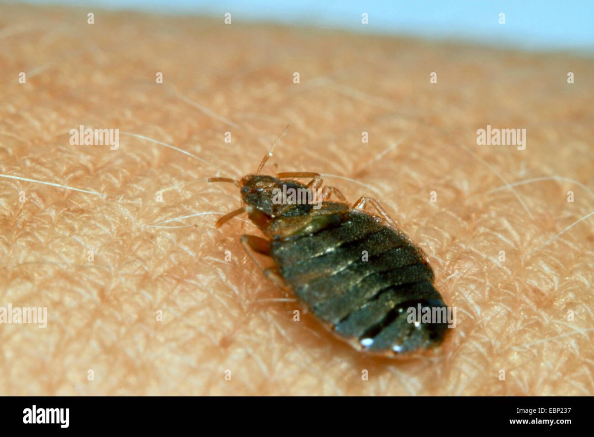 Постельный клоп Макросъемка