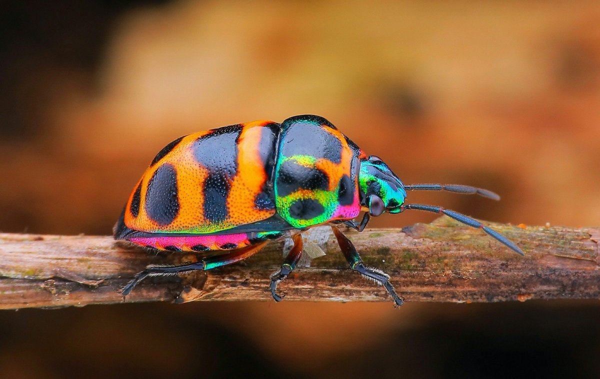 Бабочка Brenthia hexaselena