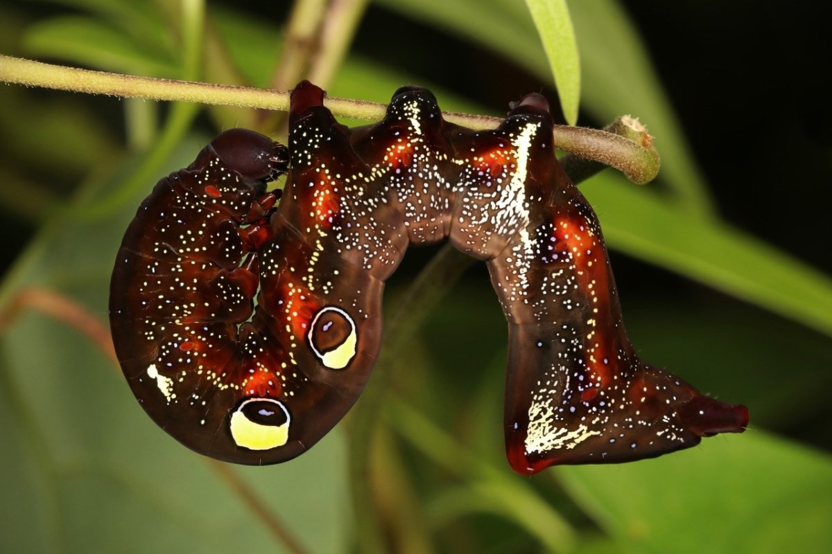 Хищные клопы щитники