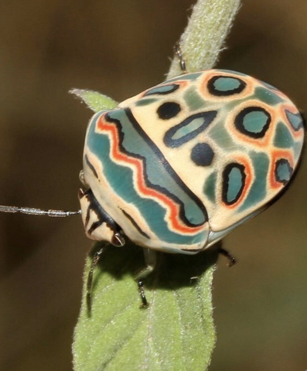 Жуки тропических лесов