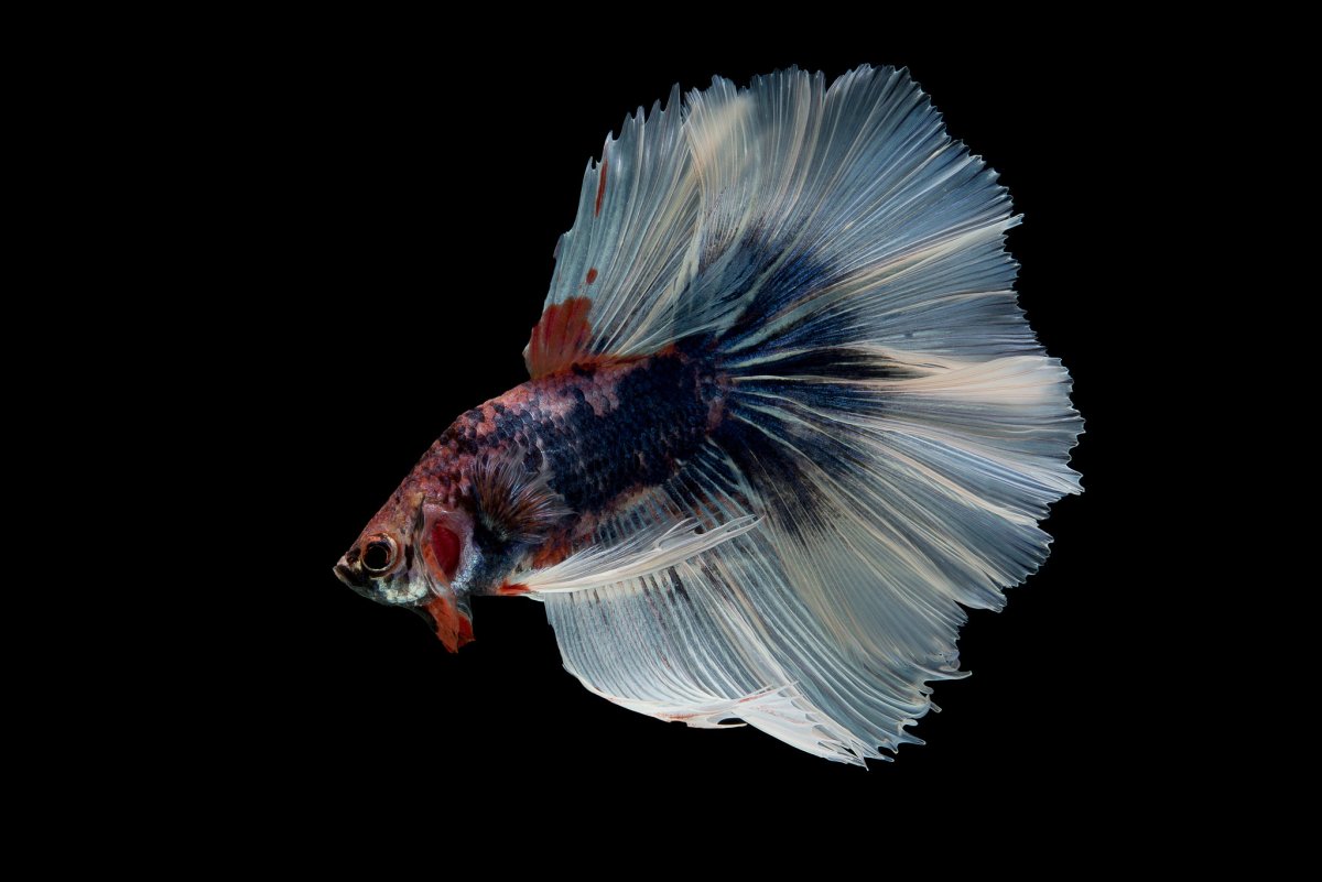 Рыба на черном фоне