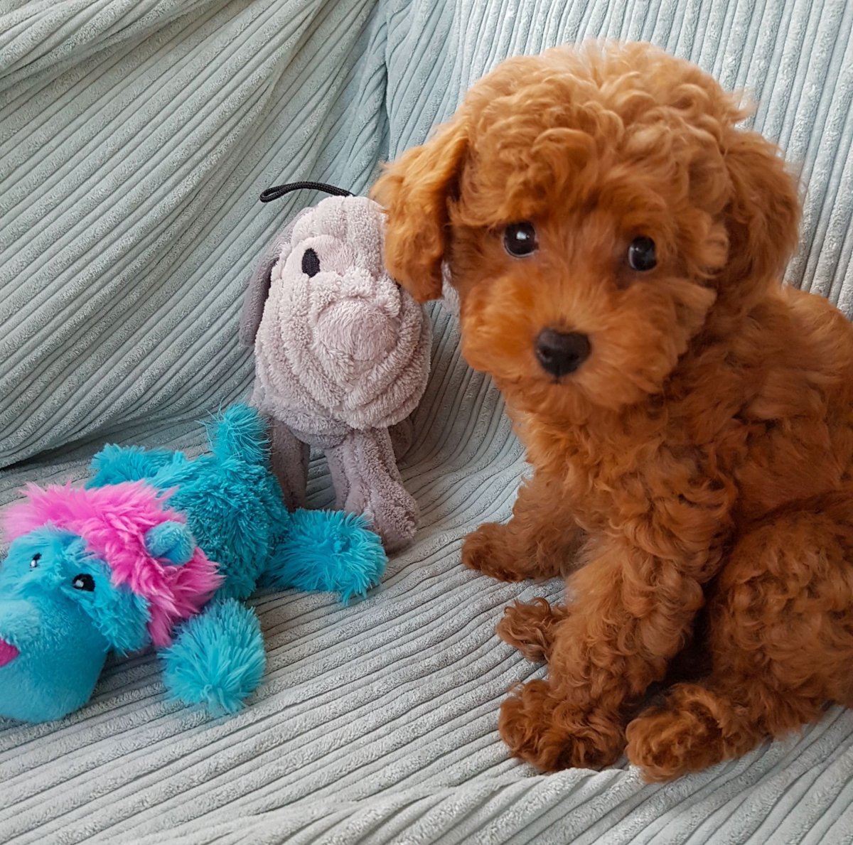 Карликовый пудель мальтипу