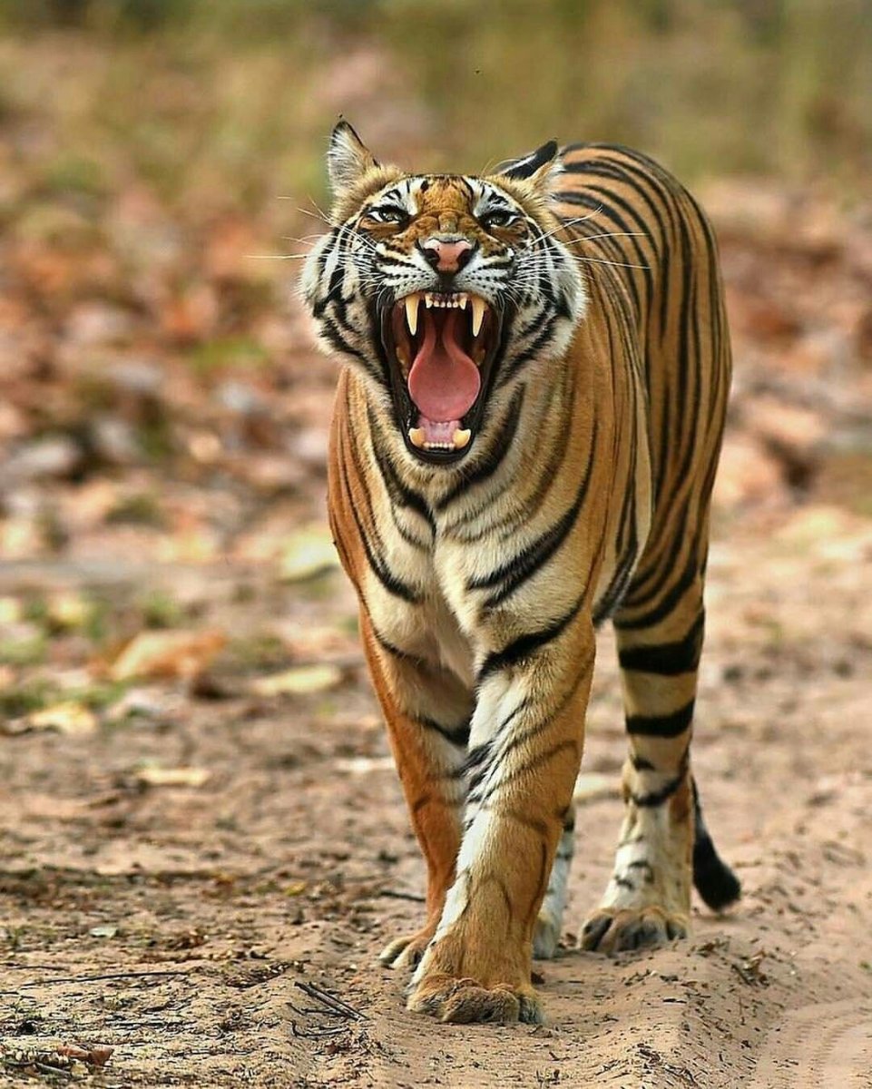 Бенгальский кот