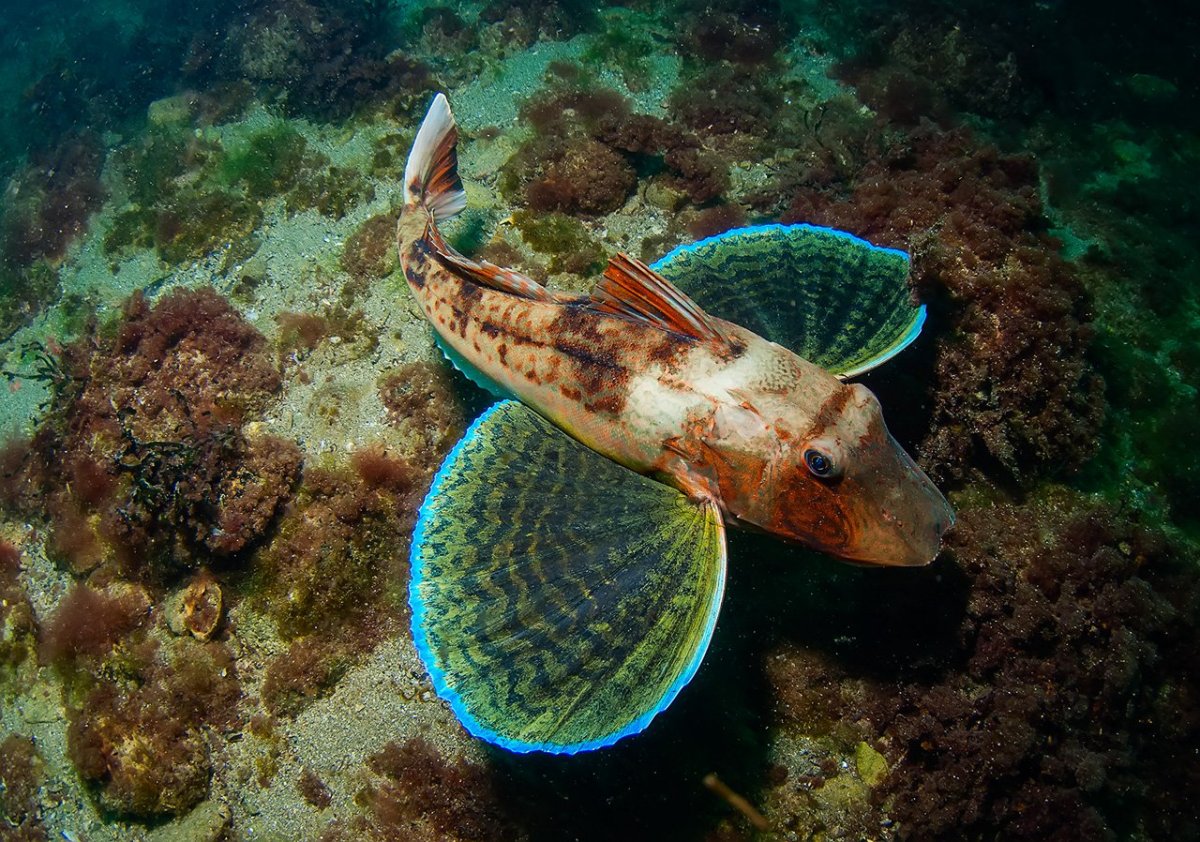 Рыба Тригла морской петух