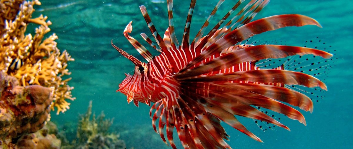 Крылатка Кипр