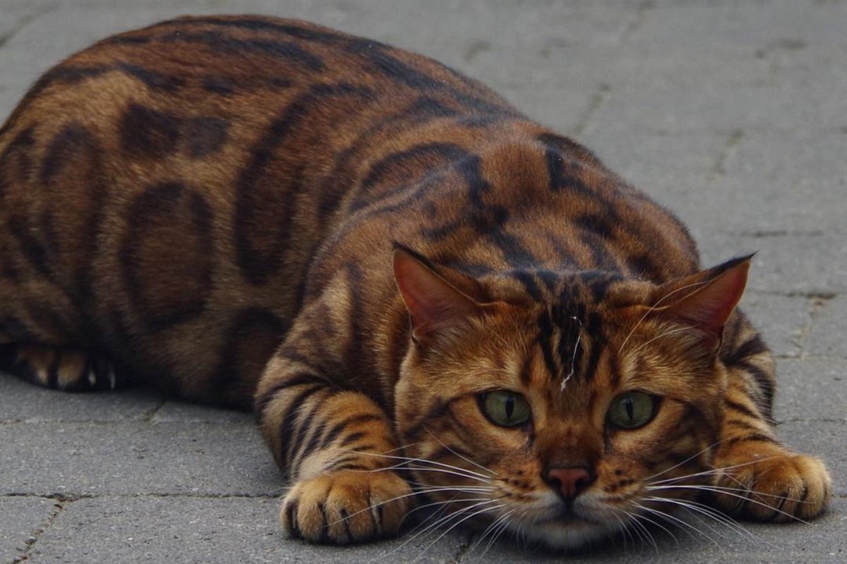 Бенгал играет