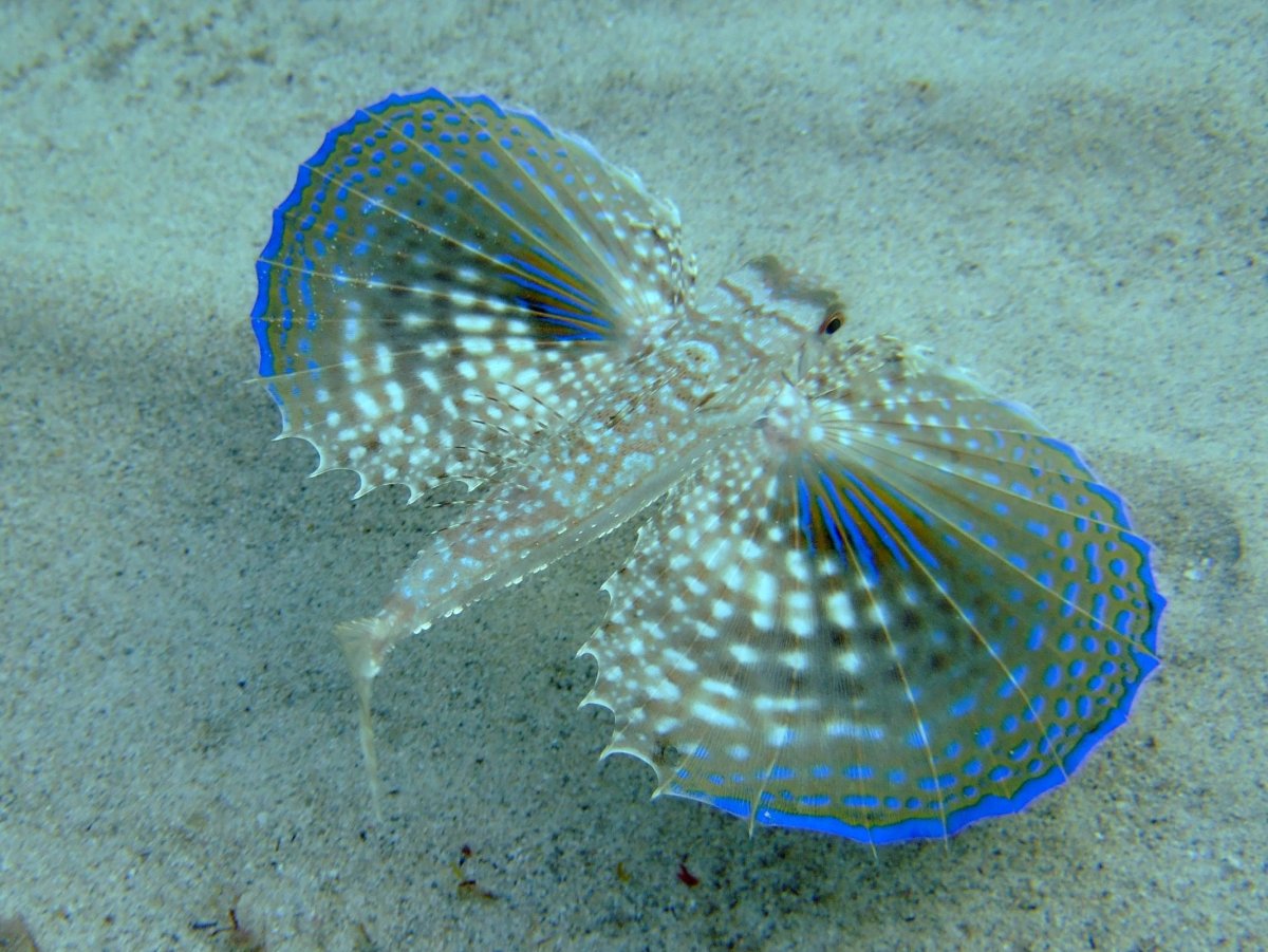 Рыба Средиземноморский долгопёр.