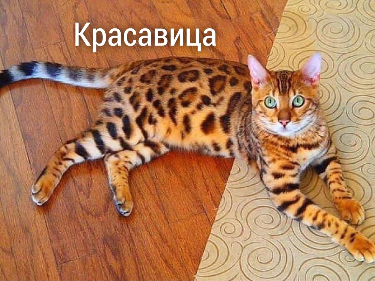 Тигровый бенгальский кот