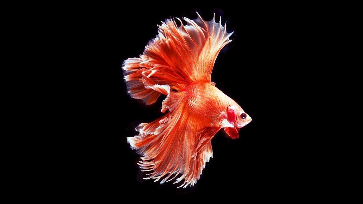 Золотой петушок рыбка