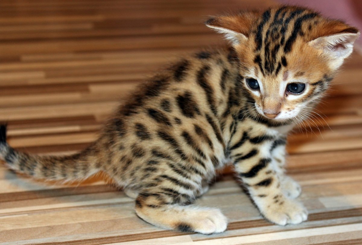 Голубой тойгер кошка