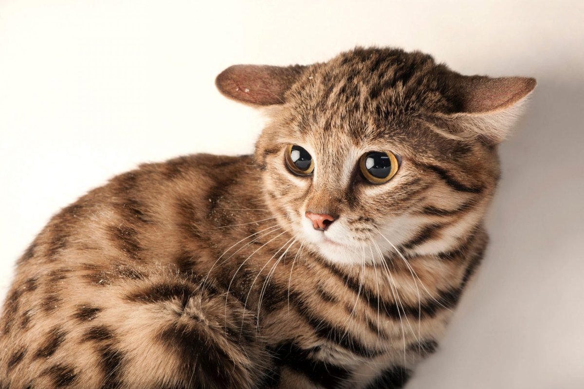 Бенгальская кошка