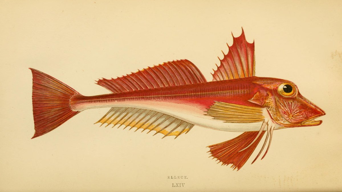 Тригла на белом фоне