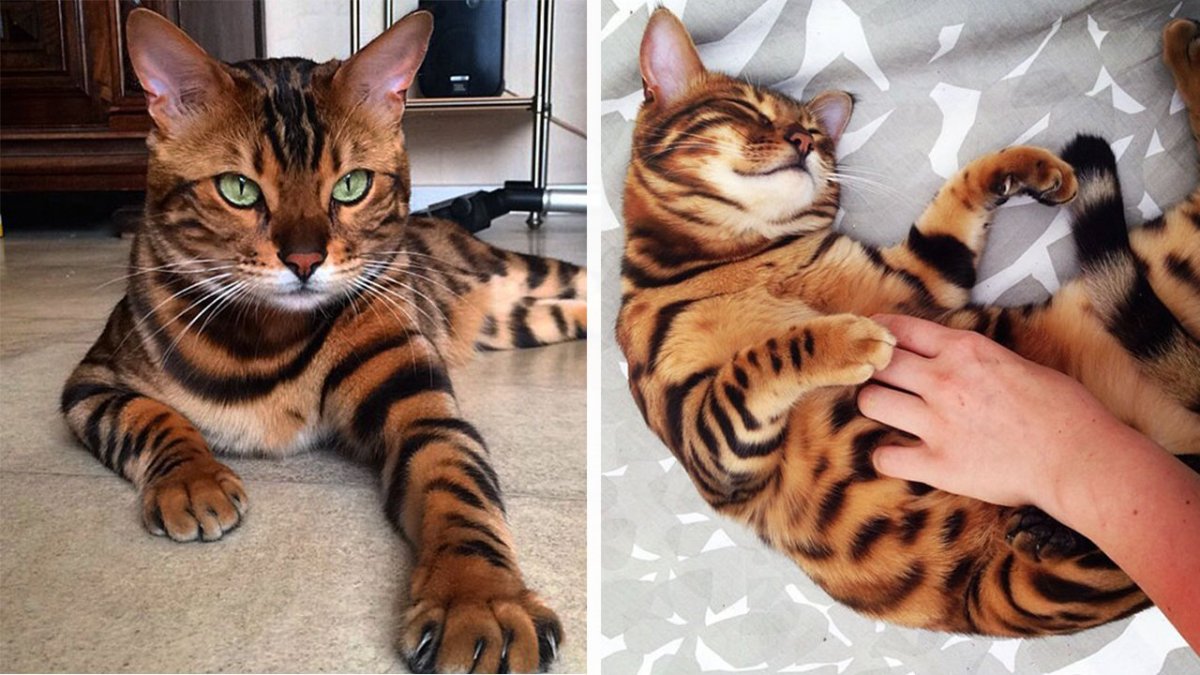 Порода тойгер