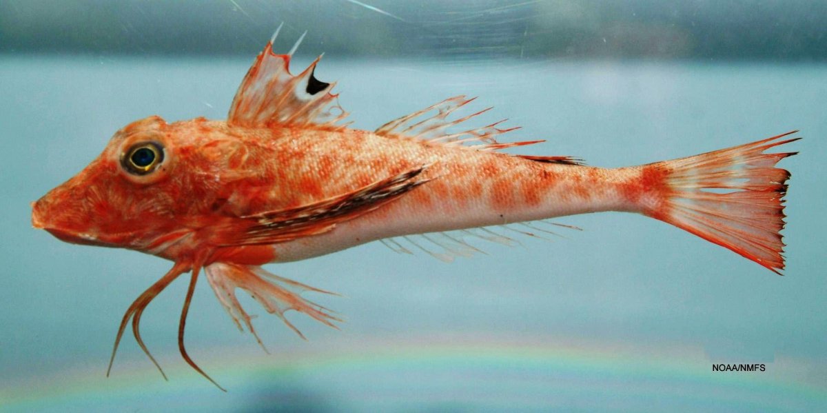 Рыба Тригла морской петух