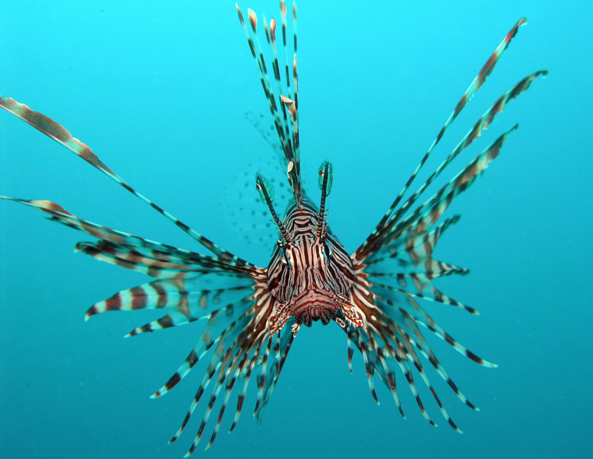 Pterois antennata